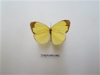 藏品(亮色黃蝶)的圖片